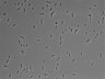 479-Ikebe-MorphResDL/AMK_20220511_AMK2_0020 thumbnail