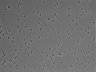 479-Ikebe-MorphResDL/AMK_20220511_AMK3_0001 thumbnail