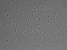 479-Ikebe-MorphResDL/AMK_20220511_AMK3_0002 thumbnail