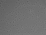 479-Ikebe-MorphResDL/AMK_20220511_AMK3_0003 thumbnail