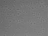 479-Ikebe-MorphResDL/AMK_20220511_AMK3_0004 thumbnail