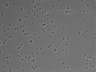 479-Ikebe-MorphResDL/AMK_20220511_AMK3_0005 thumbnail