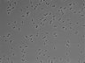 479-Ikebe-MorphResDL/AMK_20220511_AMK3_0006 thumbnail