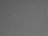 479-Ikebe-MorphResDL/AMK_20220511_AMK3_0007 thumbnail
