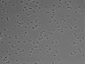 479-Ikebe-MorphResDL/AMK_20220511_AMK3_0008 thumbnail