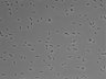 479-Ikebe-MorphResDL/AMK_20220511_AMK3_0009 thumbnail