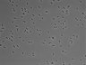 479-Ikebe-MorphResDL/AMK_20220511_AMK3_0010 thumbnail
