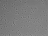 479-Ikebe-MorphResDL/AMK_20220511_AMK3_0011 thumbnail