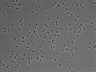 479-Ikebe-MorphResDL/AMK_20220511_AMK3_0012 thumbnail
