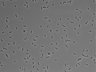 479-Ikebe-MorphResDL/AMK_20220511_AMK3_0013 thumbnail