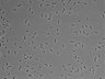 479-Ikebe-MorphResDL/AMK_20220511_AMK3_0014 thumbnail