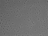 479-Ikebe-MorphResDL/AMK_20220511_AMK3_0015 thumbnail
