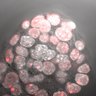 Thumbnail for dataset Fig3c_H3K27me3_E4.75