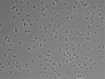 479-Ikebe-MorphResDL/AMK_20220511_AMK3_0017 thumbnail