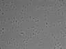479-Ikebe-MorphResDL/AMK_20220511_AMK3_0018 thumbnail