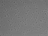 479-Ikebe-MorphResDL/AMK_20220511_AMK3_0019 thumbnail