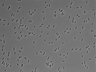 479-Ikebe-MorphResDL/AMK_20220511_AMK3_0020 thumbnail