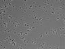 479-Ikebe-MorphResDL/AMK_20220511_AMK4_0001 thumbnail