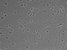479-Ikebe-MorphResDL/AMK_20220511_AMK4_0002 thumbnail