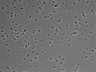 479-Ikebe-MorphResDL/AMK_20220511_AMK4_0003 thumbnail