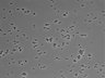 479-Ikebe-MorphResDL/AMK_20220511_AMK4_0004 thumbnail