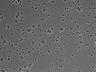 479-Ikebe-MorphResDL/AMK_20220511_AMK4_0005 thumbnail