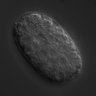 Thumbnail for dataset wt_N2_030213_02