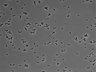 479-Ikebe-MorphResDL/AMK_20220511_AMK4_0006 thumbnail