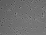 479-Ikebe-MorphResDL/AMK_20220511_AMK4_0008 thumbnail