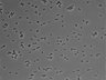 479-Ikebe-MorphResDL/AMK_20220511_AMK4_0009 thumbnail
