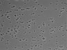 479-Ikebe-MorphResDL/AMK_20220511_AMK4_0011 thumbnail