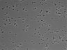 479-Ikebe-MorphResDL/AMK_20220511_AMK4_0012 thumbnail