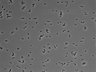 479-Ikebe-MorphResDL/AMK_20220511_AMK4_0013 thumbnail