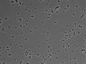 479-Ikebe-MorphResDL/AMK_20220511_AMK4_0014 thumbnail
