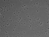 479-Ikebe-MorphResDL/AMK_20220511_AMK4_0015 thumbnail