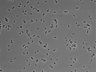 479-Ikebe-MorphResDL/AMK_20220511_AMK4_0016 thumbnail