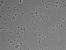 479-Ikebe-MorphResDL/AMK_20220511_AMK4_0017 thumbnail