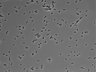 479-Ikebe-MorphResDL/AMK_20220511_AMK4_0018 thumbnail