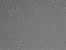 479-Ikebe-MorphResDL/AMK_20220511_AMK4_0019 thumbnail