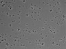 479-Ikebe-MorphResDL/AMK_20220511_AMK4_0020 thumbnail