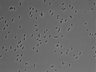 479-Ikebe-MorphResDL/AMK_20220511_P_0001 thumbnail