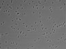 479-Ikebe-MorphResDL/AMK_20220511_P_0002 thumbnail