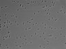 479-Ikebe-MorphResDL/AMK_20220511_P_0003 thumbnail