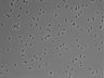 479-Ikebe-MorphResDL/AMK_20220511_P_0004 thumbnail