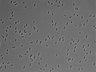 479-Ikebe-MorphResDL/AMK_20220511_P_0005 thumbnail