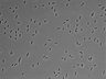 479-Ikebe-MorphResDL/AMK_20220511_P_0006 thumbnail