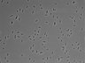 479-Ikebe-MorphResDL/AMK_20220511_P_0007 thumbnail