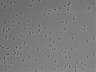 479-Ikebe-MorphResDL/AMK_20220511_P_0008 thumbnail