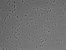 479-Ikebe-MorphResDL/AMK_20220511_P_0009 thumbnail