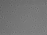 479-Ikebe-MorphResDL/AMK_20220511_P_0010 thumbnail